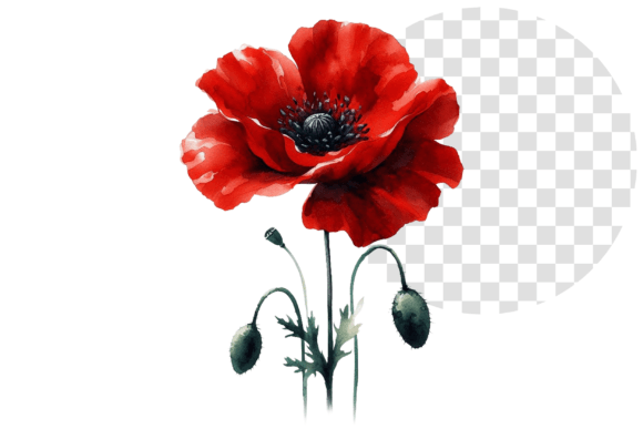 Download Poppify Watercolor Red Poppy Clipart - Clip Collection