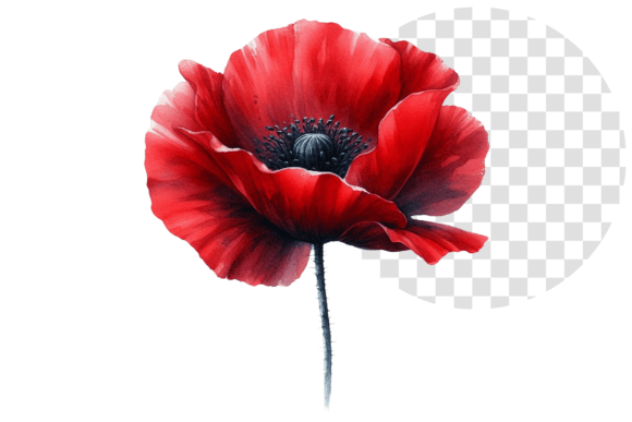 Download Poppify Watercolor Red Poppy Clipart - Clip Collection