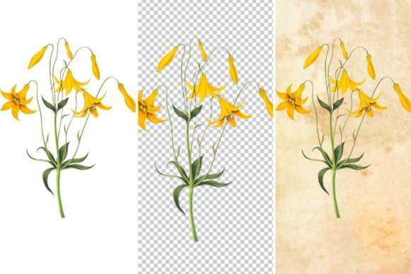 Download Wild Yellow Flower Clipart - Clip Collection
