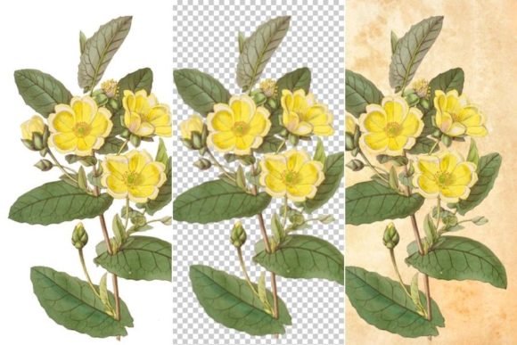 Download Wild Yellow Flower Clipart - Clip Collection