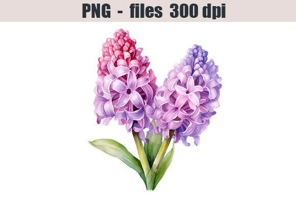 Download Hyacinth Flower Watercolor Clipart - Clip Collection