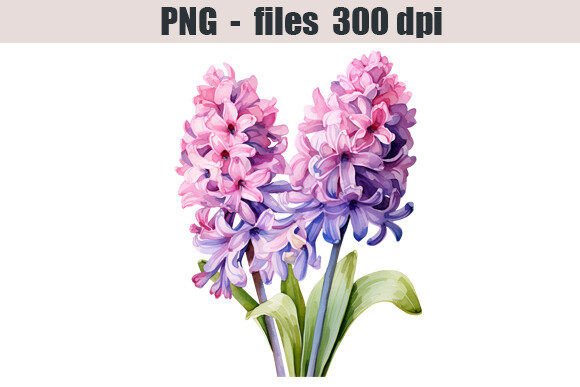 Download Hyacinth Flower Watercolor Clipart - Clip Collection