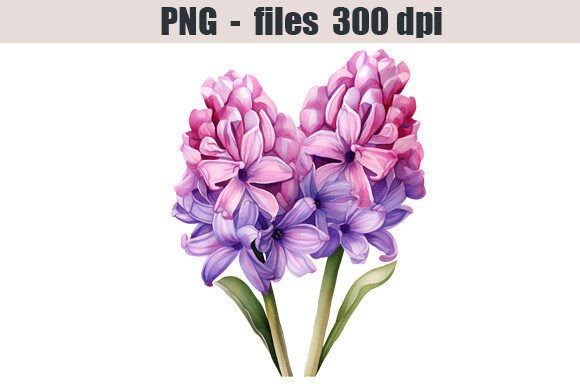 Download Hyacinth Flower Watercolor Clipart - Clip Collection