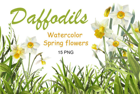Download Watercolor Daffodil Flower Clipart - Clip Collection