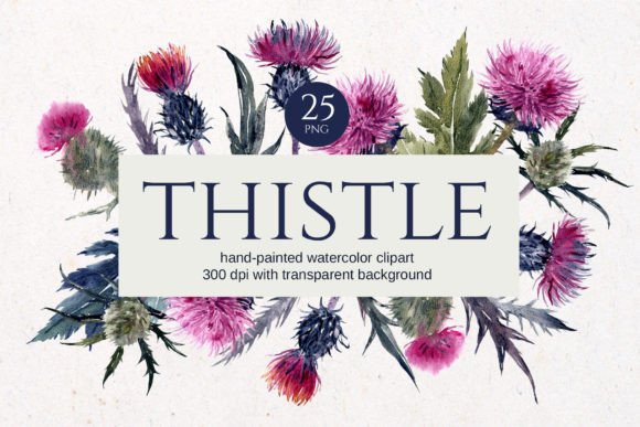 Download Thistle Watercolor Floral Clipart - Clip Collection