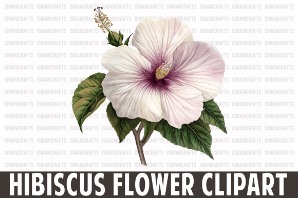 Download Hibiscus Flower Watercolor Clipart - Clip Collection