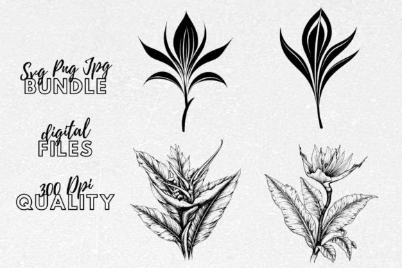 Download Bird of Paradise Flower SVG Clipart - Clip Collection