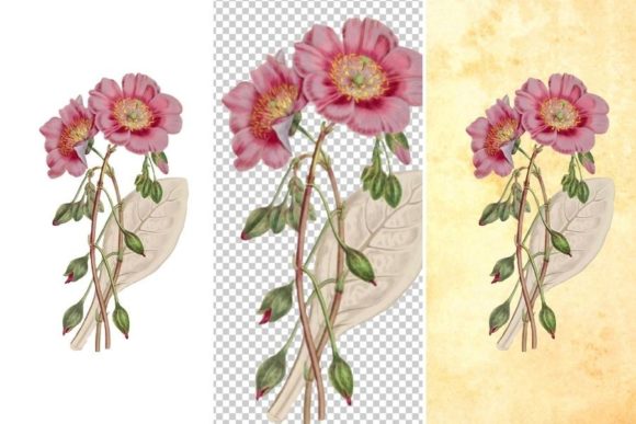 Download Wild Pink Flower Clipart - Clip Collection