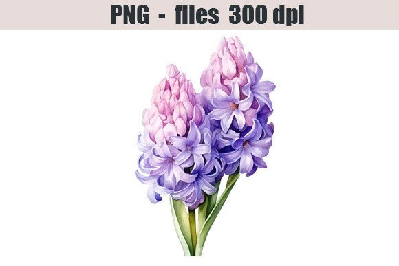 Download Hyacinth Flower Watercolor Clipart - Clip Collection