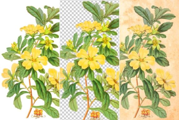 Download Yellow Flower Clipart "Condollea" - Clip Collection